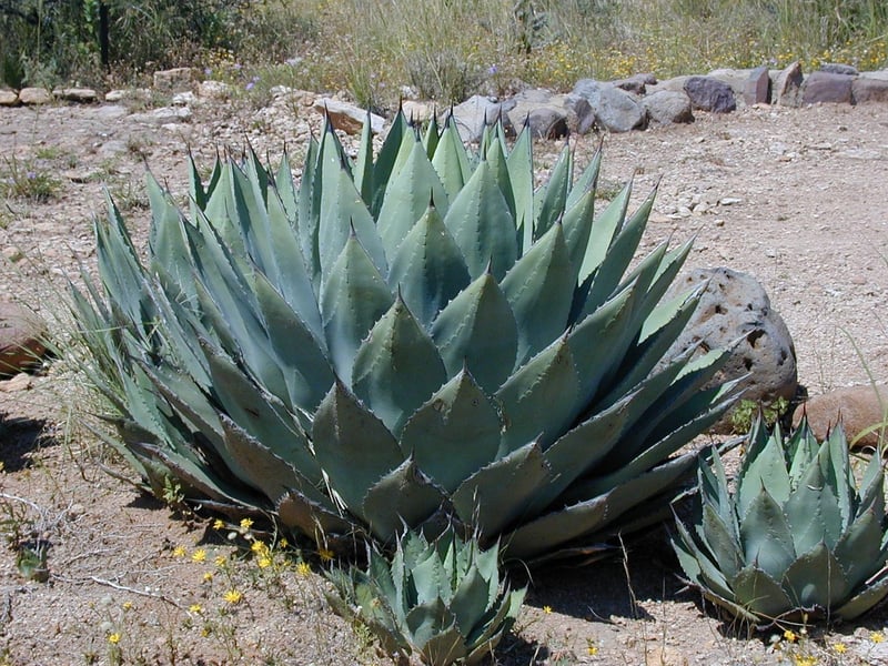 Succulent Plant