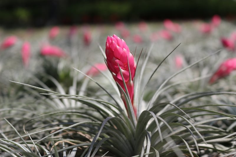 Hanging Planters for Air Plants