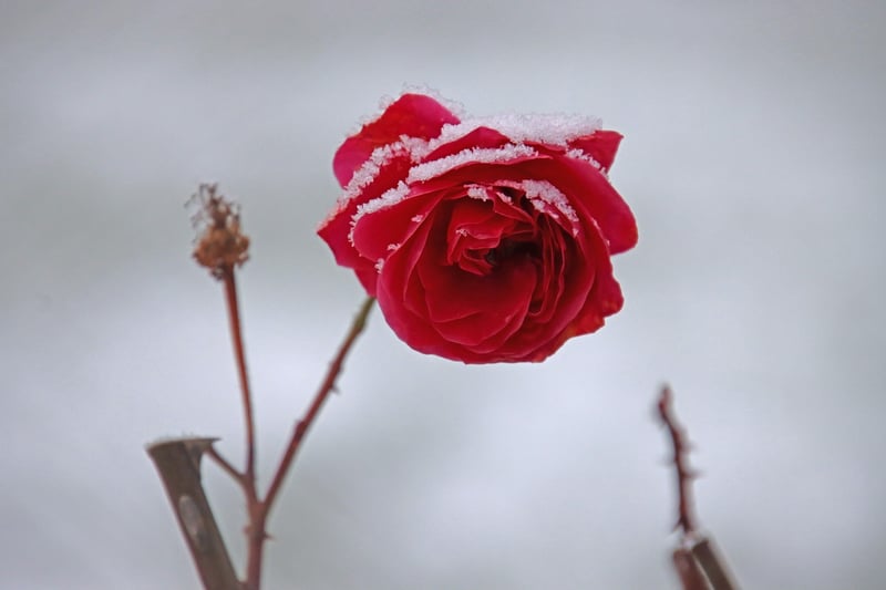 Beautiful Flowers