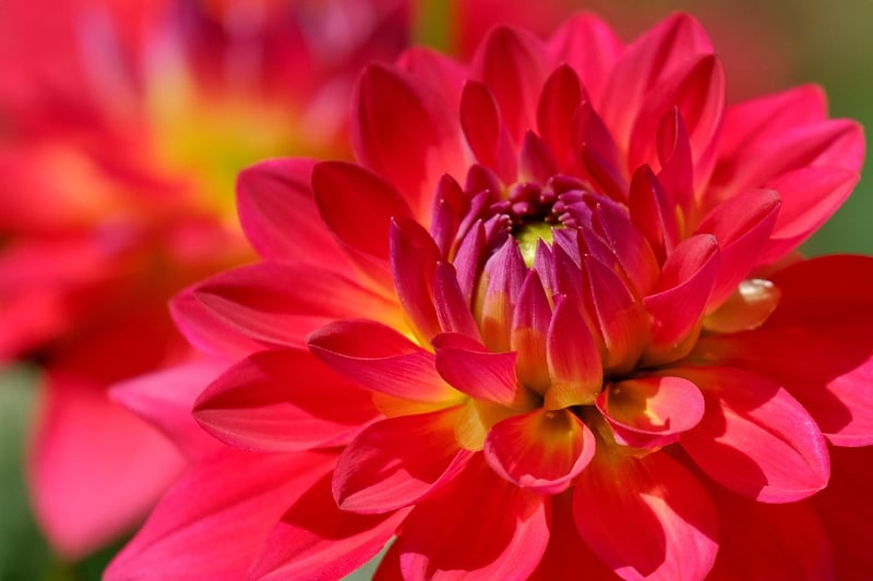 Colorful Garden