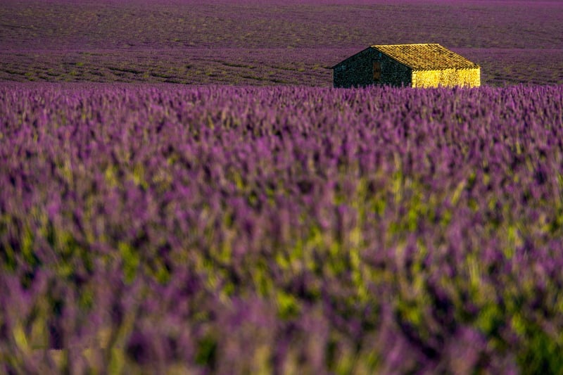 Cottage Garden
