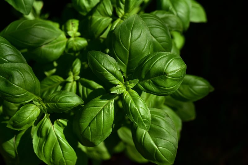 Herb Wall in the Kitchen