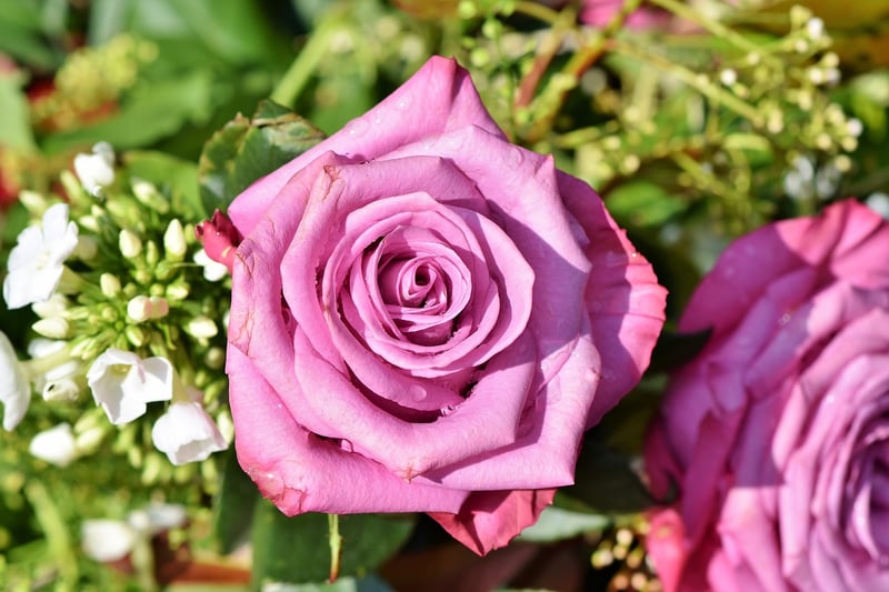 Pink Flowers