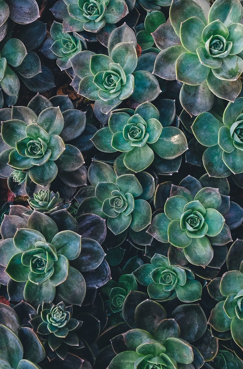 Succulent Gallery Wall