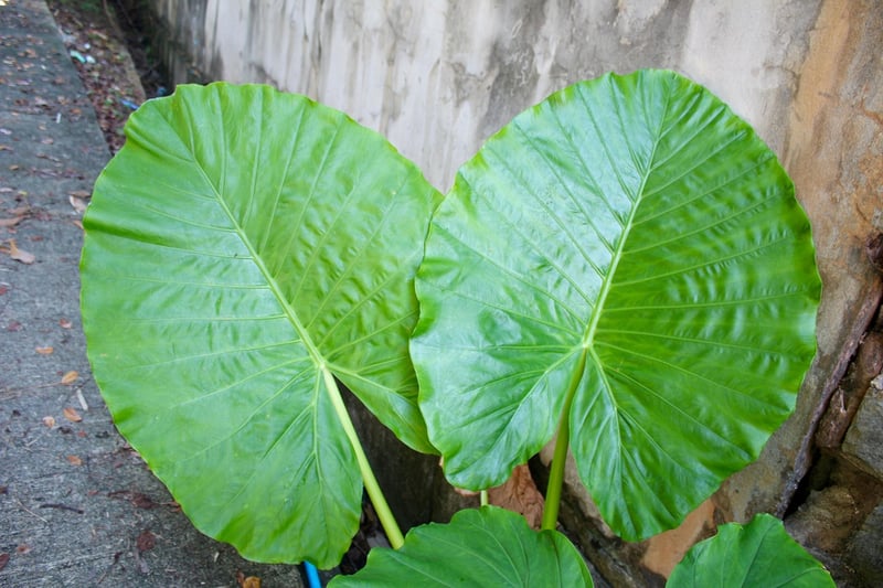 Tropical Garden